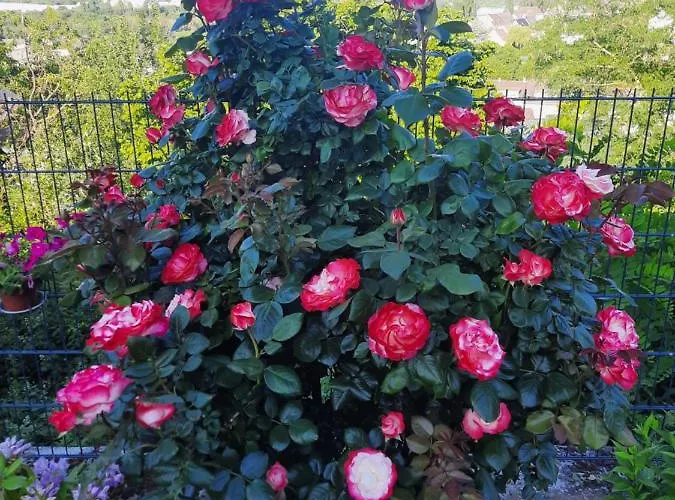 דירה Rheinblick *